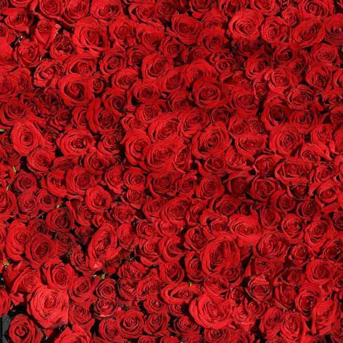 Baak Detailhandel Jacob Hooy Wierookstokjes Red Roses
