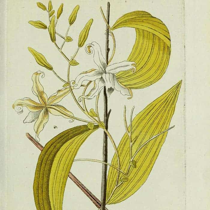 Baak Detailhandel Jacob Hooy Wierookstokjes Vanille Plant Illustratie